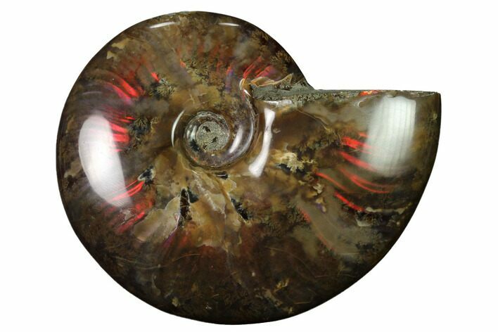 Flashy, Red Iridescent Ammonite #155157